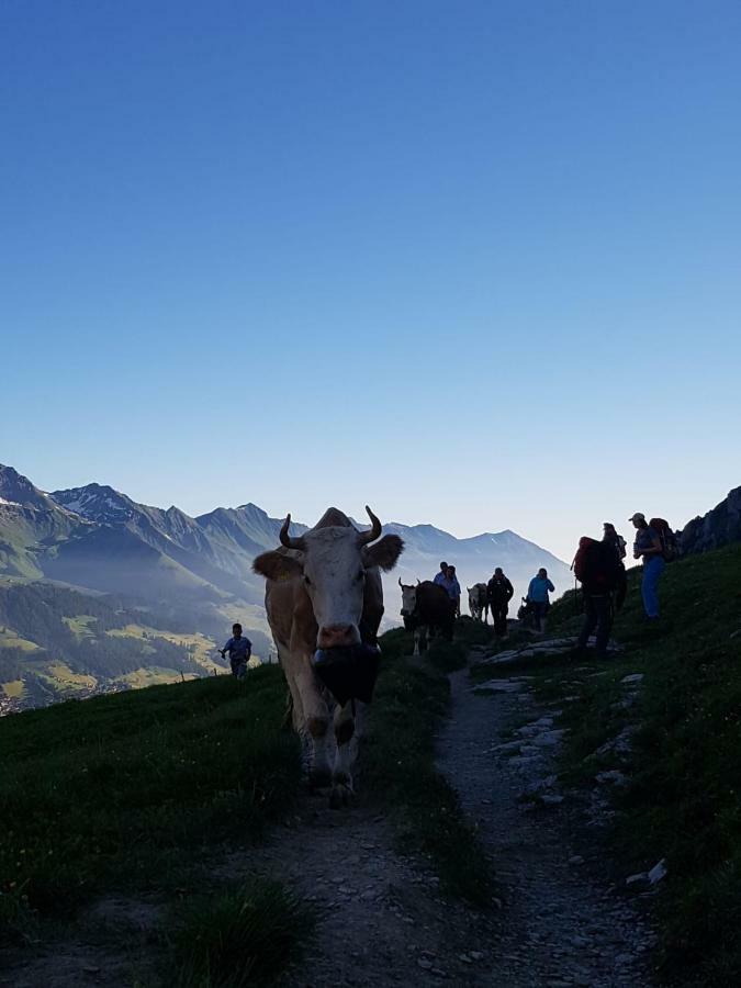 Chalet Aloa Leilighet Adelboden Eksteriør bilde